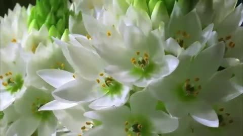 Beautiful Flower Video