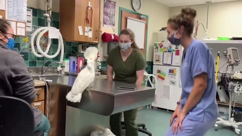 Cute Funny Cockatoo Dancing With Vet Staff