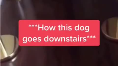 Crazy dog going down the stairs