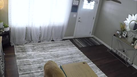 A Man and His Dogs Surprises Wife with New Couch