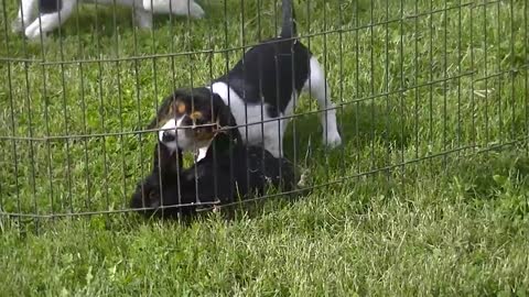 Beagles:Whiskey Creeks Lucy and Roxy. 10 wks old. Running tame rabbit