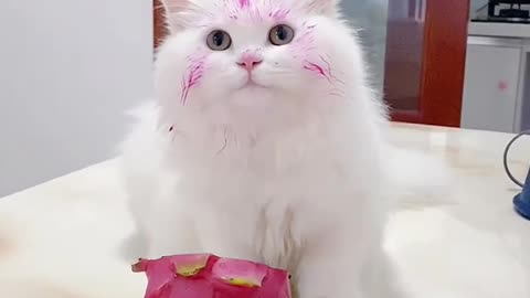 Playful Kitten's Cake Adventure! 🍰😻
