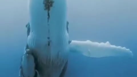 mother sperm whale