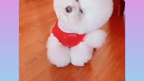Funny and Cute Dog Video Compilation_24 _#short