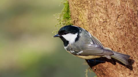 The Coal Tit: Close Up HD Footage (Periparus ater)