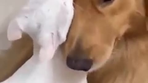 Innocent Dog and Cute Kitten loves😚 funny video