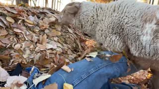 Lamb Head Butting
