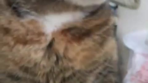 Cat Bites and Licks Owner's Hand When they Pet Her