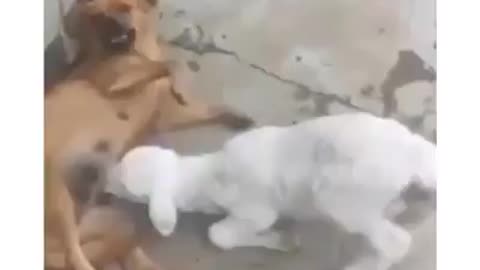 Dog is forced to suckle a goat