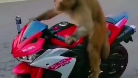 Monkey ride bike on the road