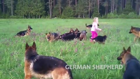 Trained and Disciplined German Shepherd dog