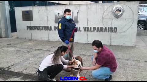 PDI Valparaíso recupera mascota sustraída en violento robo