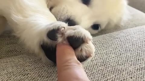Yes You Can Hold My Hand If You Want To (Puppy Version)