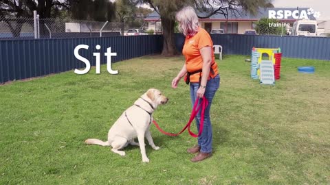 How to teach your Dog to sit and drop, (Beginers)