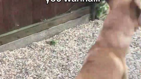 Zoomies and spins activated 🕺🏼 #ilovethisquestion #viral #dog #funny