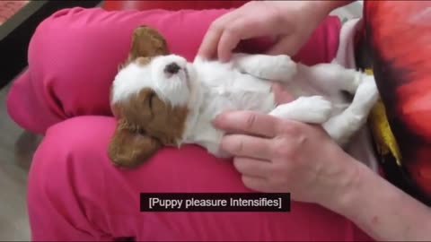 Cutest Puppies Compilation, These cute Puppies Will Change Your Day!