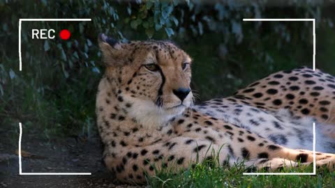 Cheetah resting under a shade captured - Rumble viral
