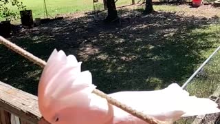 Incoming cockatoo in slow motion