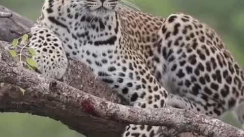 Leopards resting in a tree