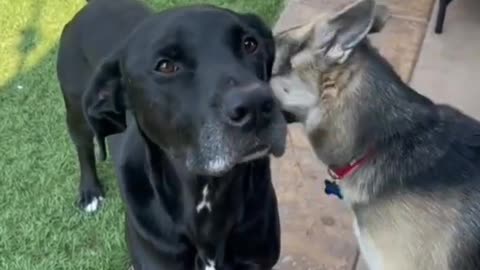 Dog trying Bast process.. dog care... this video