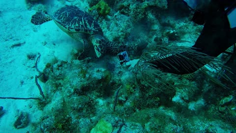Endangered Sea Turtle Shows Amazing Trust In Scuba Diver