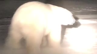 Dog and Polar Bear Encounter