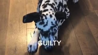 Guilty Dalmatian can't even make eye contact