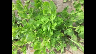 With a Little Encouragement Cutting Celery September 2021