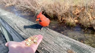 Hand-Feeding the Northern Cardinal in Slow Motion.