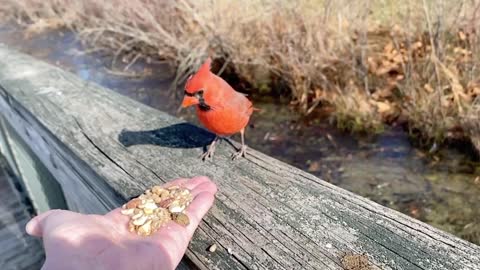 Hand-Feeding the Northern Cardinal in Slow Motion.