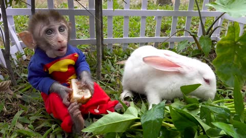 Beautiful Monkey Love & Friendship with a Sweet Rabbit , Do Care of Each other