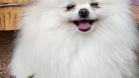 Cute dog in happy mood