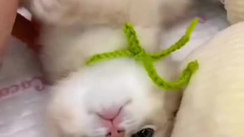 Cute baby Cat Oddly Satisfying Video
