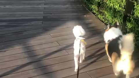 Pup makes new friend at the dog park, follow each other home