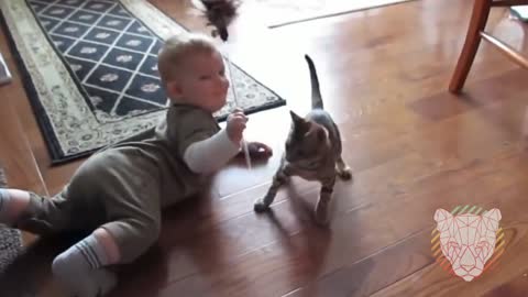 Kittens and Babies Playing Together Compilation