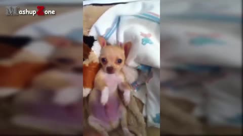 Funny puppys and cuties