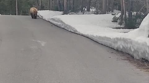 Runner Followed by Black Bear in Grand Teton National Park