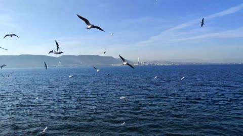 Looking at the water at the foot of the mountain in the distance, even the seagulls enjoy it