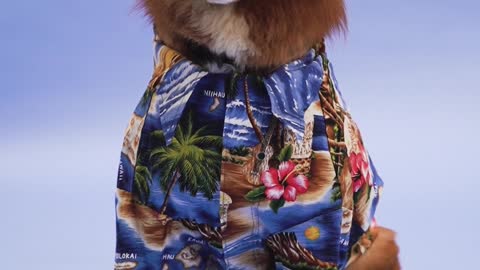 A Dog's Taste of Fashion!