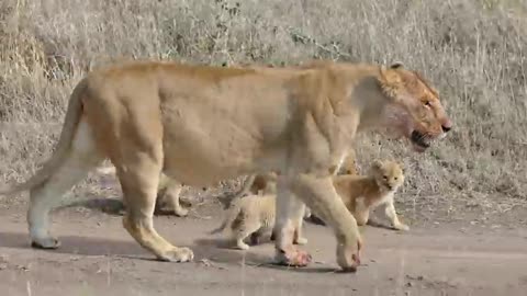 Six Lion children and mother playing