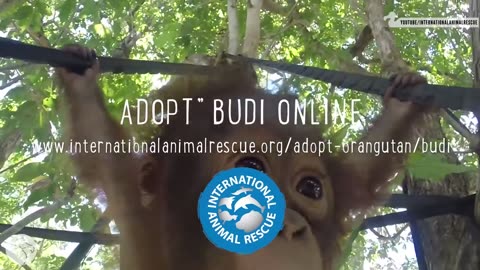 Budi Was Rescued From Life In A Cage