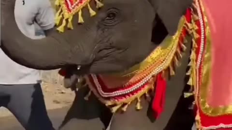 Elephant dance on the track