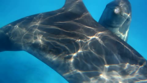 Dolphins underwater