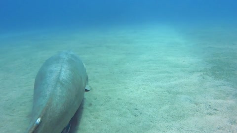 Dugong Tries to Shake off Suckerfish