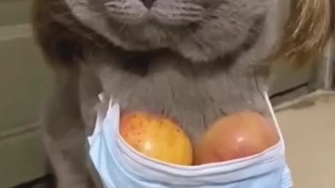 #cat funny video #funny #try not to laugh😂 challeng