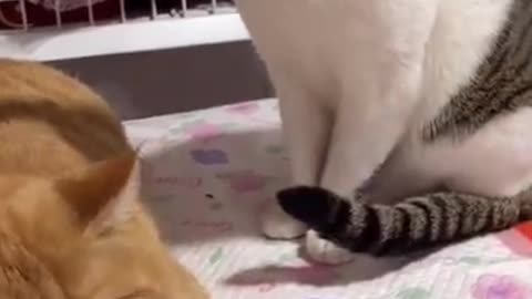 Funny Cat Video #shorts #tiktok #trending