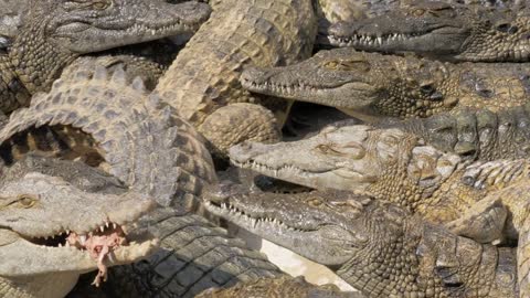 Group of hungry crocodiles competing for food and trying get some meat