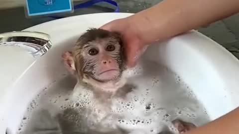 O banho do macaco