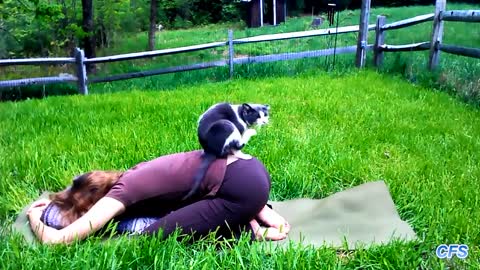 Cats and Dogs interrupting Yoga Compilation
