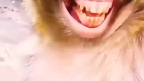 Monkey laughing 😂😁😹